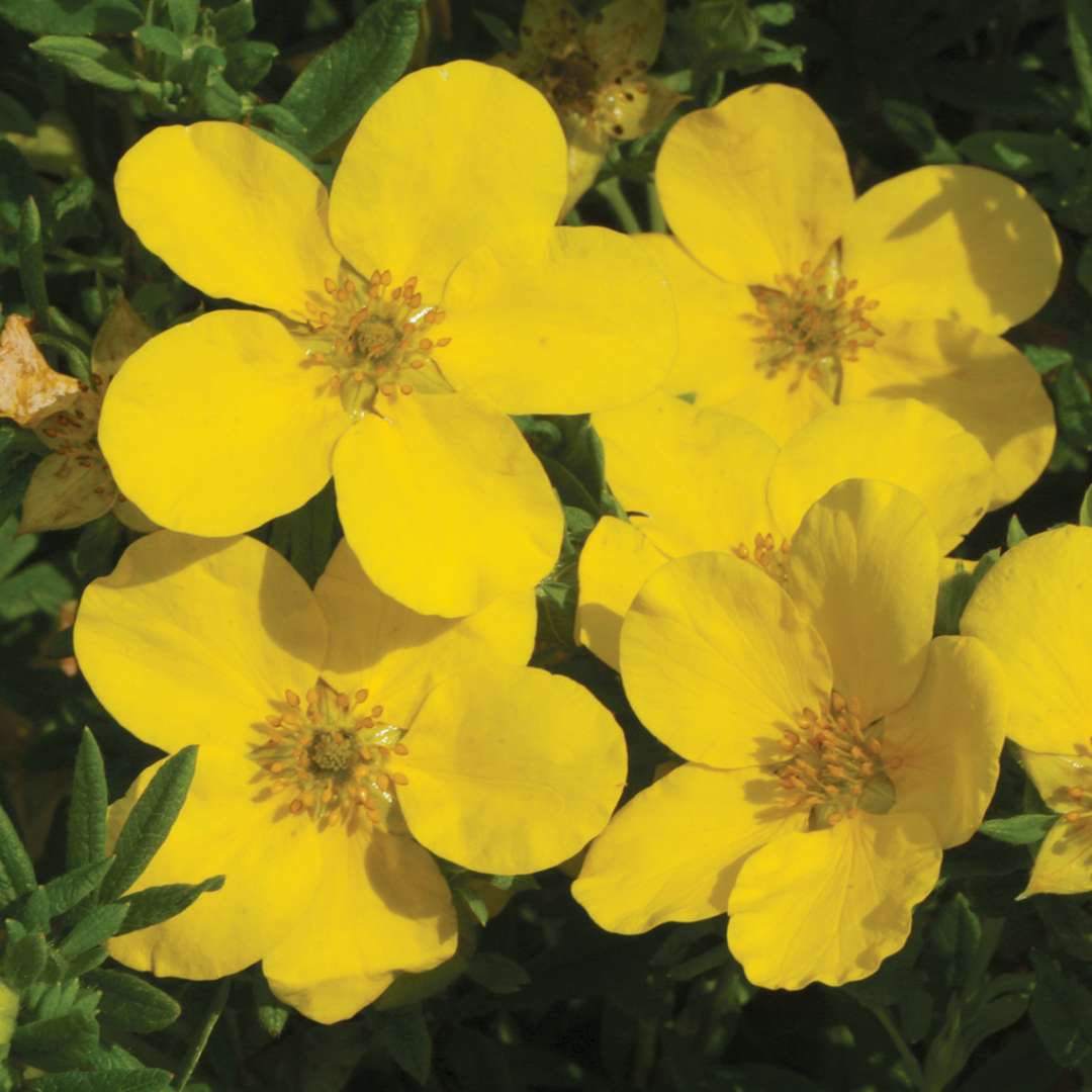 Four yellow Potentilla Goldfinger flowers