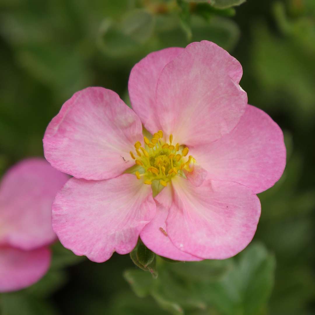 Close up of pale pink Happy Face Hearts potentilla flower