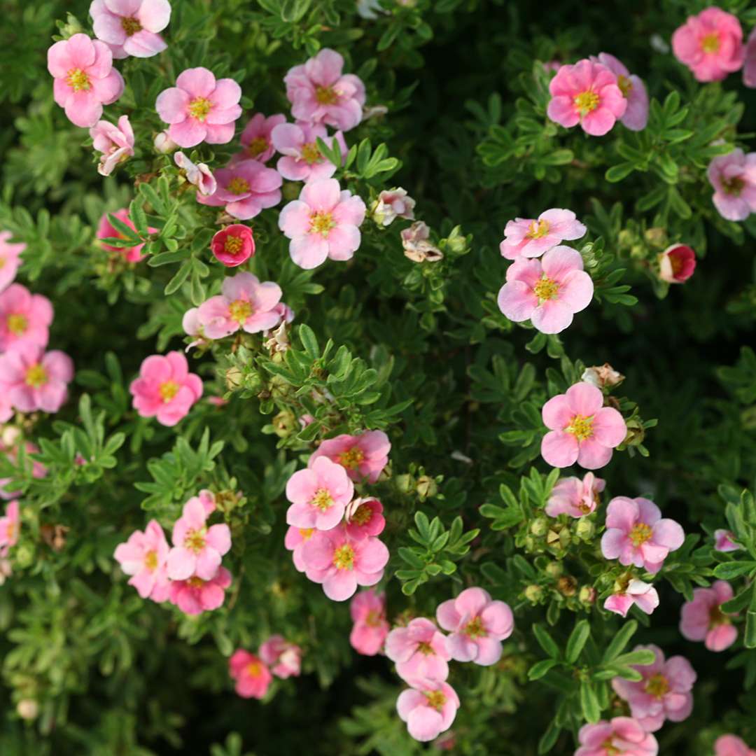 Close up of single pink Happy Face Pink Paradise potentilla flowers