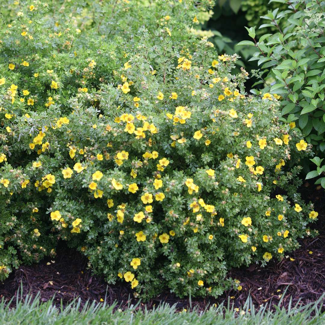 Happy Face Yellow Potentilla in garden bed