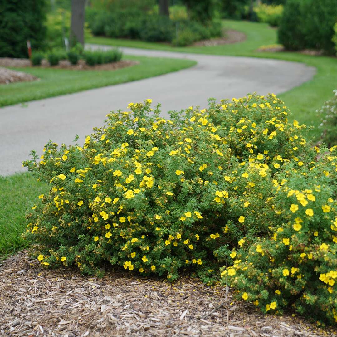 Happy Face Yellow Potentilla planted along paved trail