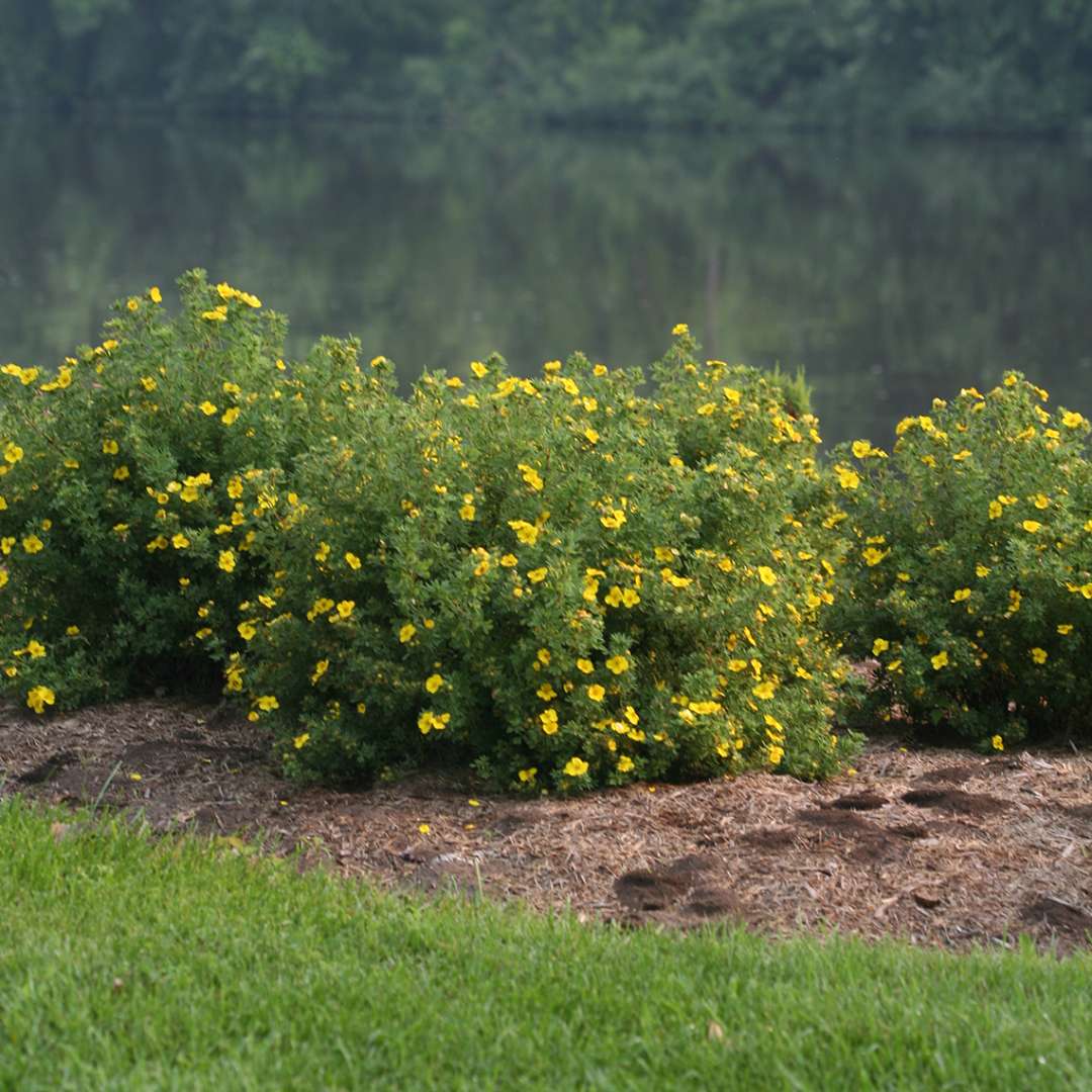 Trio of mounded Happy Face Yellow Potentilla near river