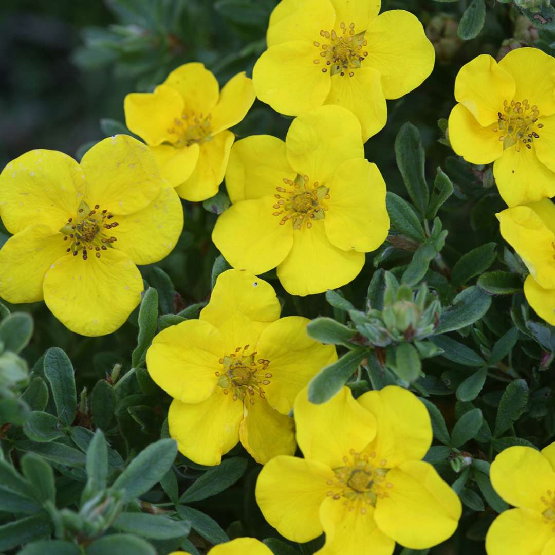 Sunny yellow Happy Face Yellow Potentilla blooms