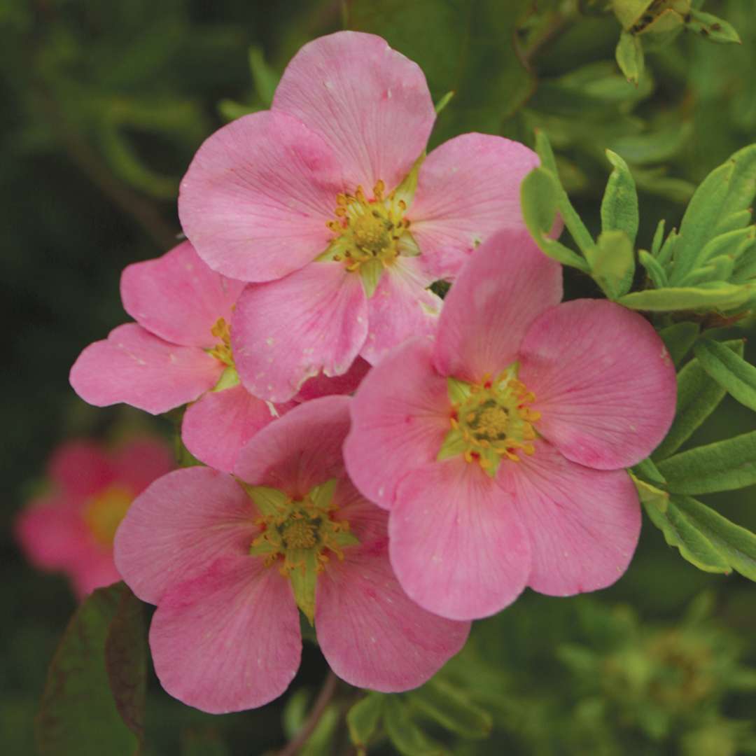 Close up of four pink Potentilla Pink Beauty blooms