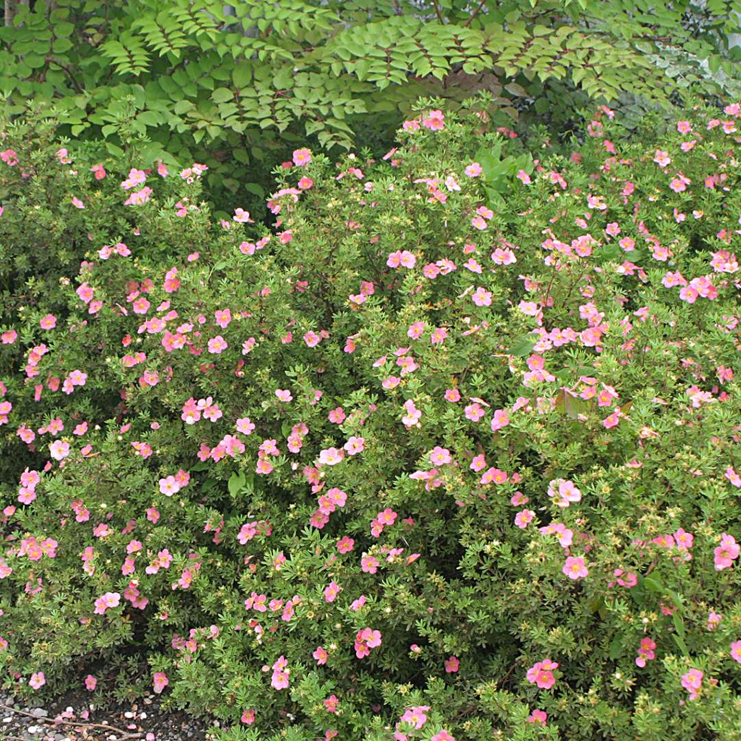 Blooming Potentilla Pink Beauty in landscape