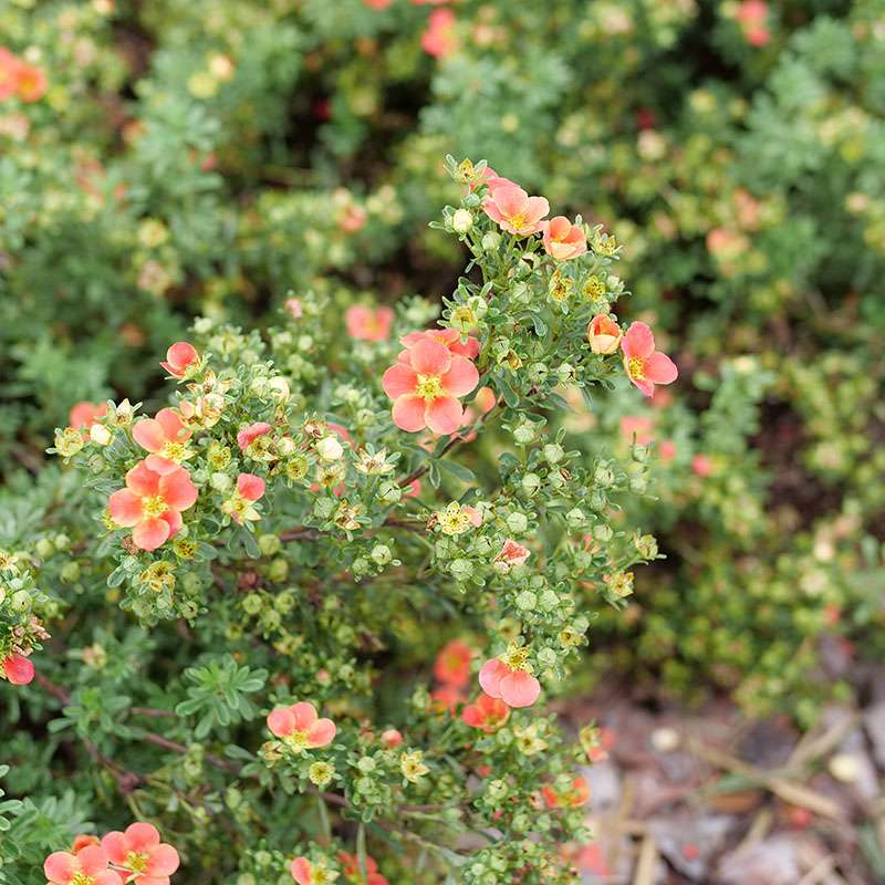 Happy Face Orange potentilla's orange-red blooms