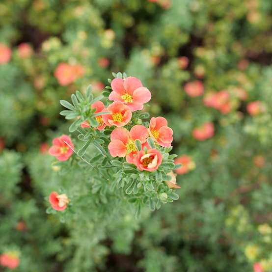 Close up the orange-red flowers of Happy Face Orange potentilla