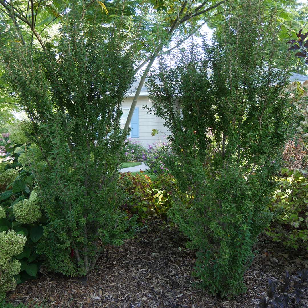 Trio of upright Zuzu Prunus in landscape