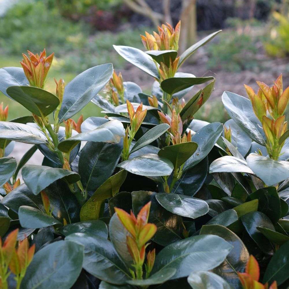 Close up of the dark green glossy foliage of Jade Turtle cherry laurel