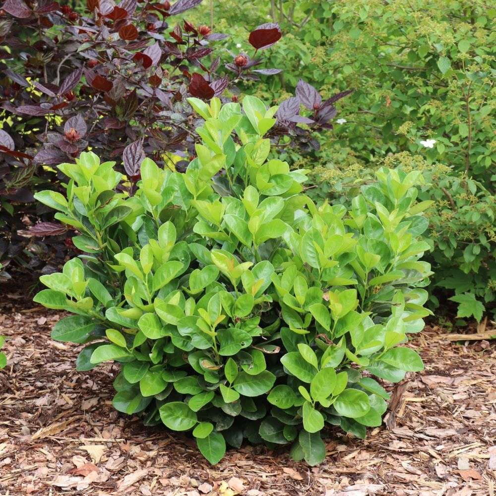 A Jade Turtle cherry laurel with fresh green foliage in the landscape