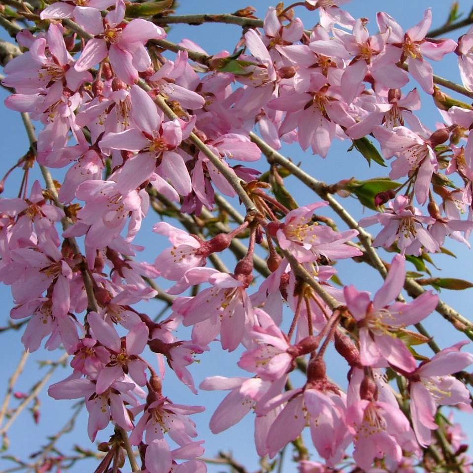 The delicate pink flowers of Pink Snow Showers weeping cherry