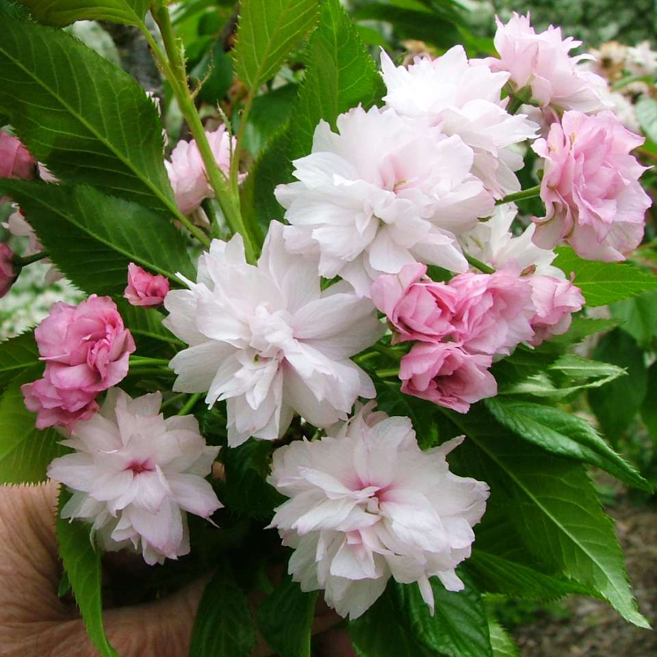 Close-up of the double powderpuff blooms of Weeping Extraordinaire weeping cherry. 