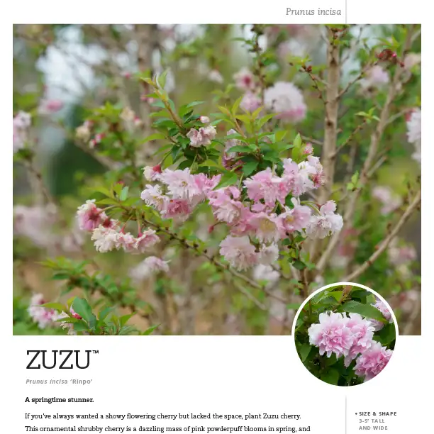 Zuzu® Prunus Spec Sheet - Spring Meadow Nursery