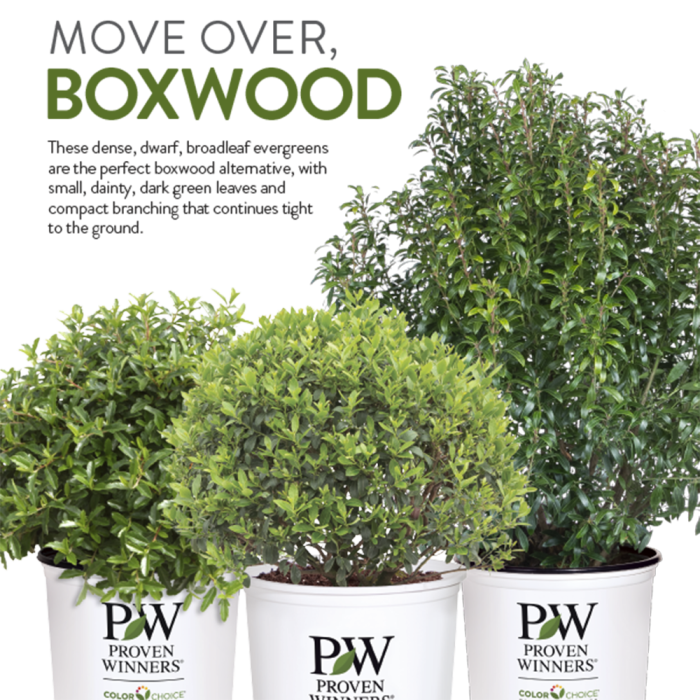 Preview of Boxwood Alternatives PDF