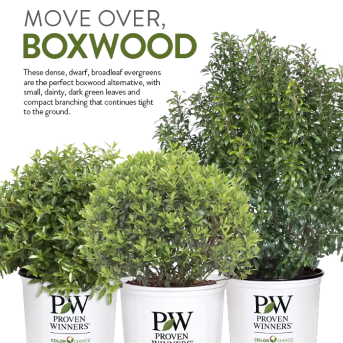Preview of Boxwood Alternatives PDF