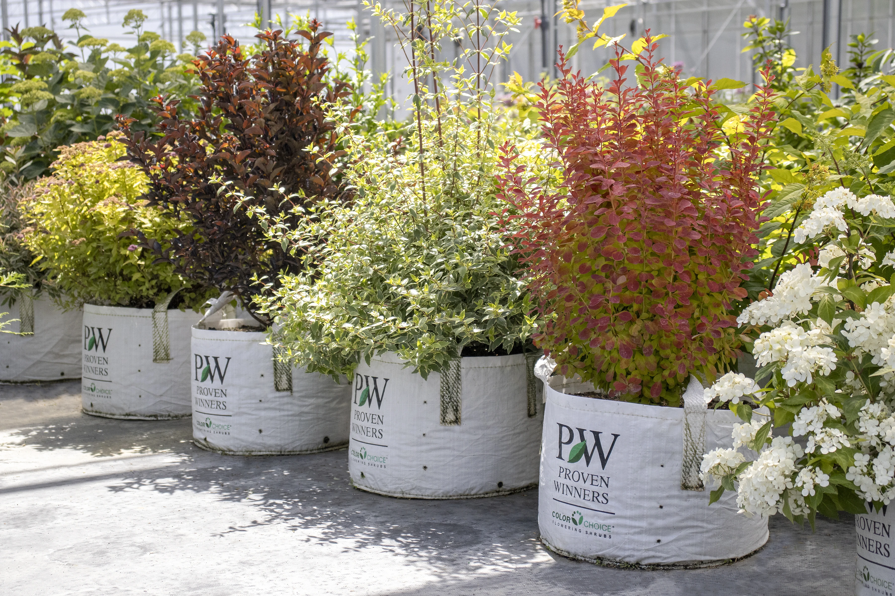 Three Proven Winners ColorChoice shrubs in large white growbags sit in a greenhouse.