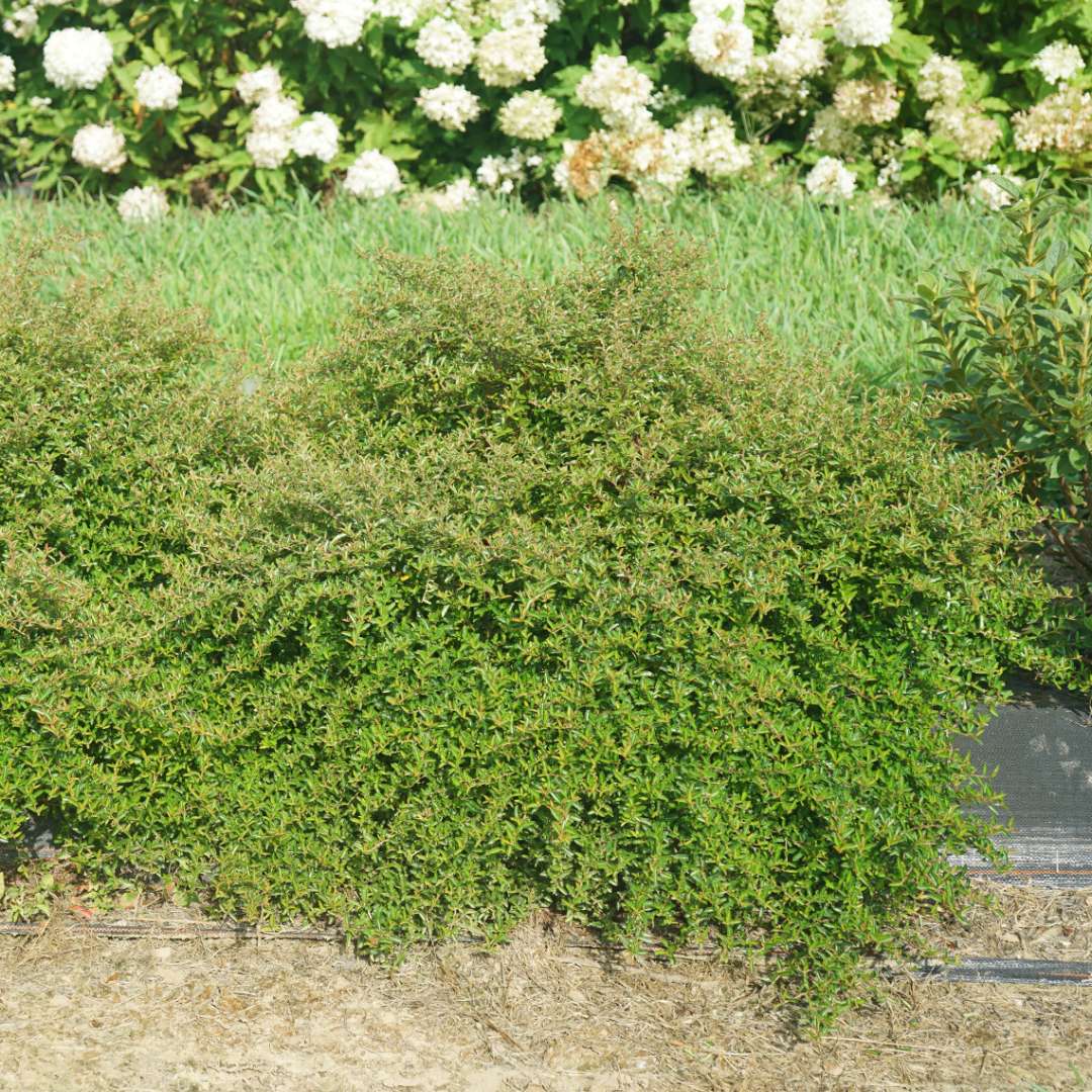 Juke Box Pyracomeles in growing field with white Hydrangea paniculata in background