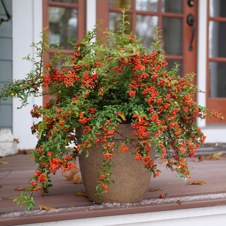 Berry Box Pyracomeles in a container with bright red berries. 