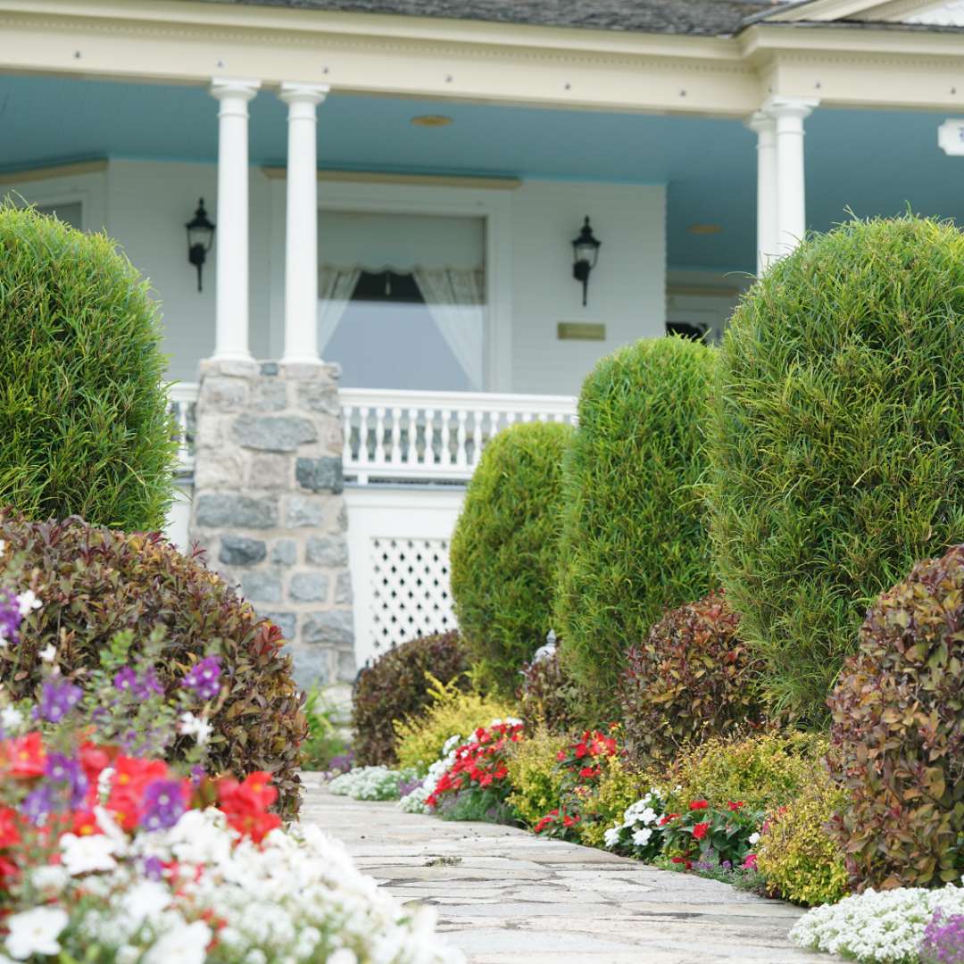 Shaped Fine Line Rhamnus allee along cottage walkway with colorful underplanting