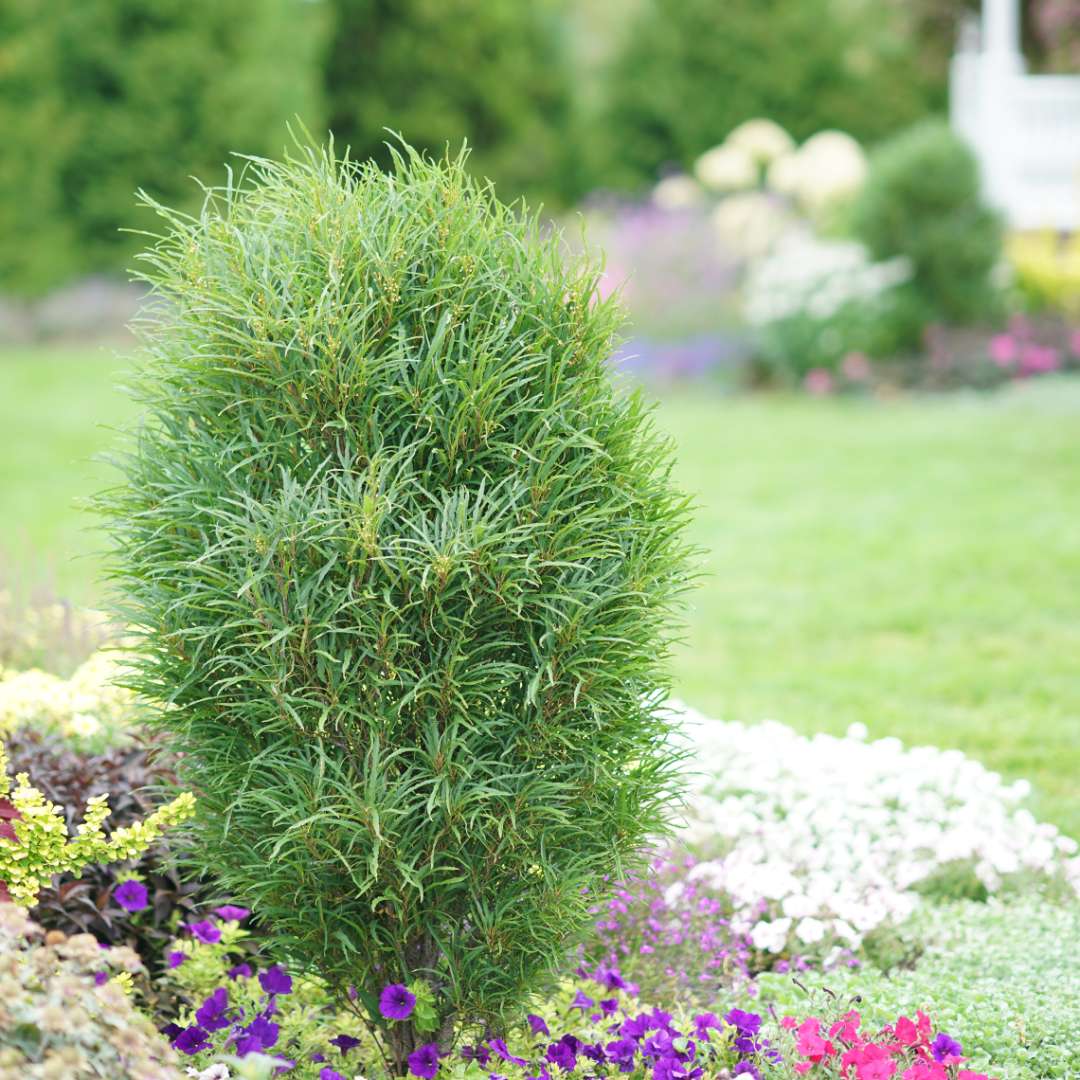 Narrow and upright Fine Line Rhamnus accenting annual flower border