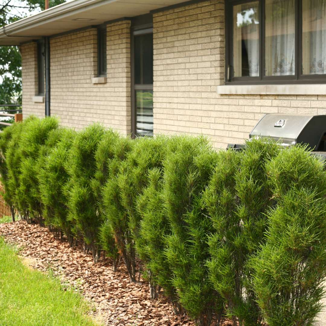 Hedge of Fine Line Rhamnus blocking grill from view