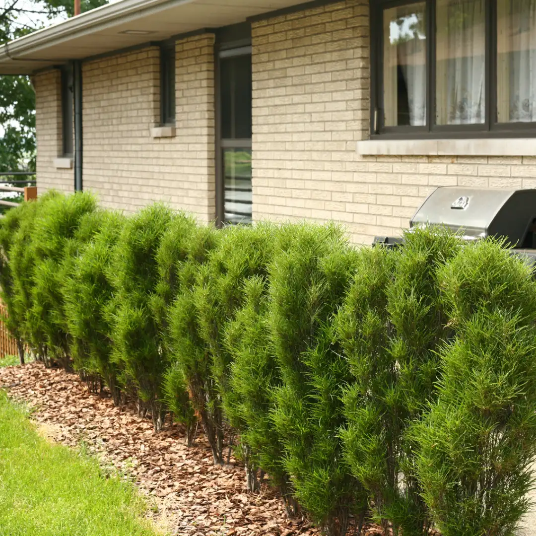 Fine Line Rhamnus | Spring Meadow - wholesale liners - Spring Meadow Nursery