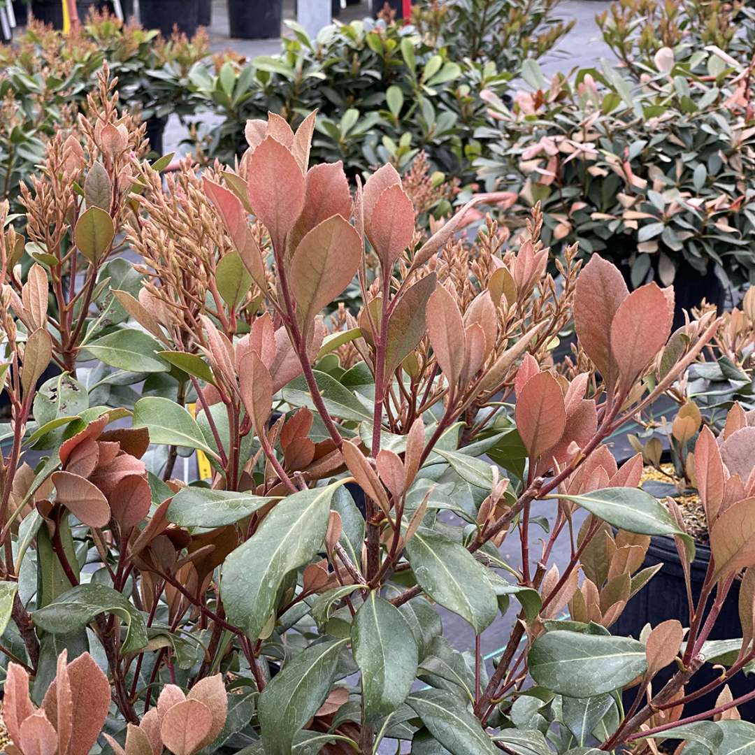 The new growth of La Vida Grande Indian hawthorn taking on attractive peachy tones. 