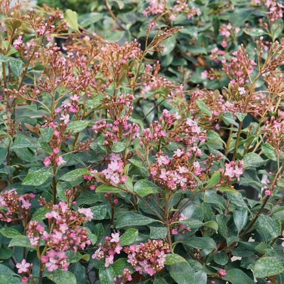 Large pink flowers cover La Vida Grande Indian hawthorn. 