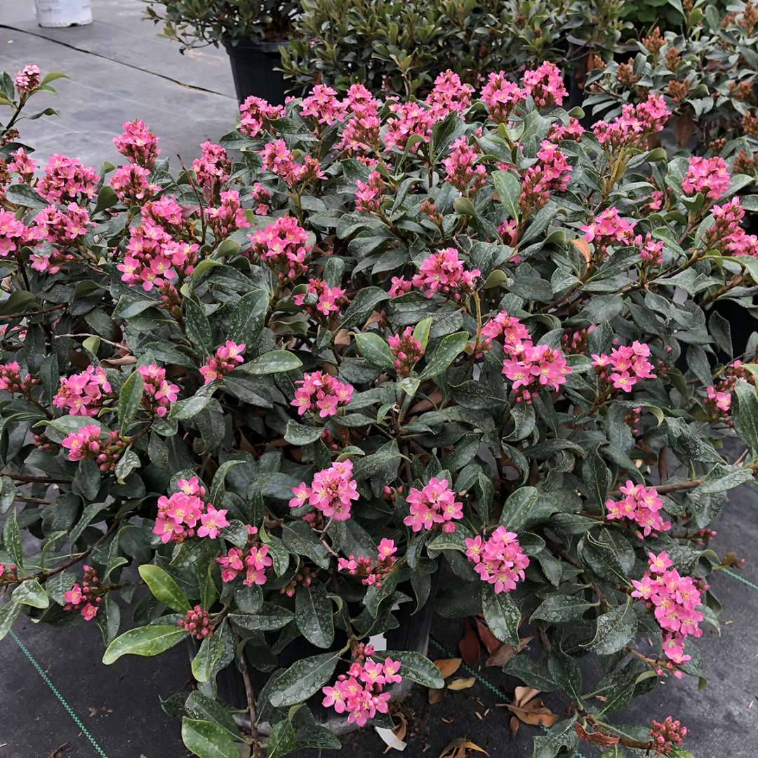 La Vida Mas Rhaphiolepis blooming in a greenhouse