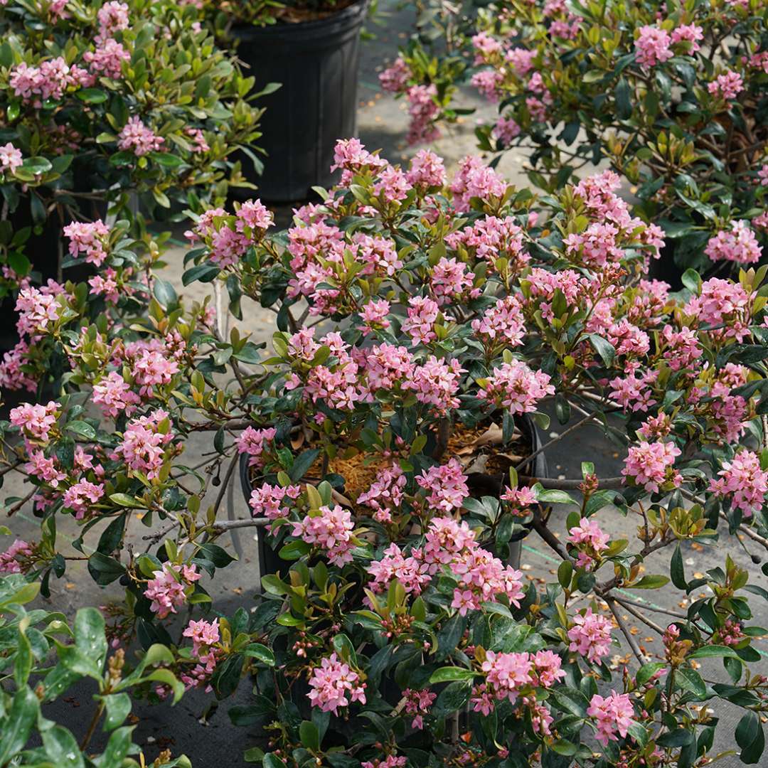 A La Vida Mas Indian hawthorn with bright pink blooms in a greenhouse