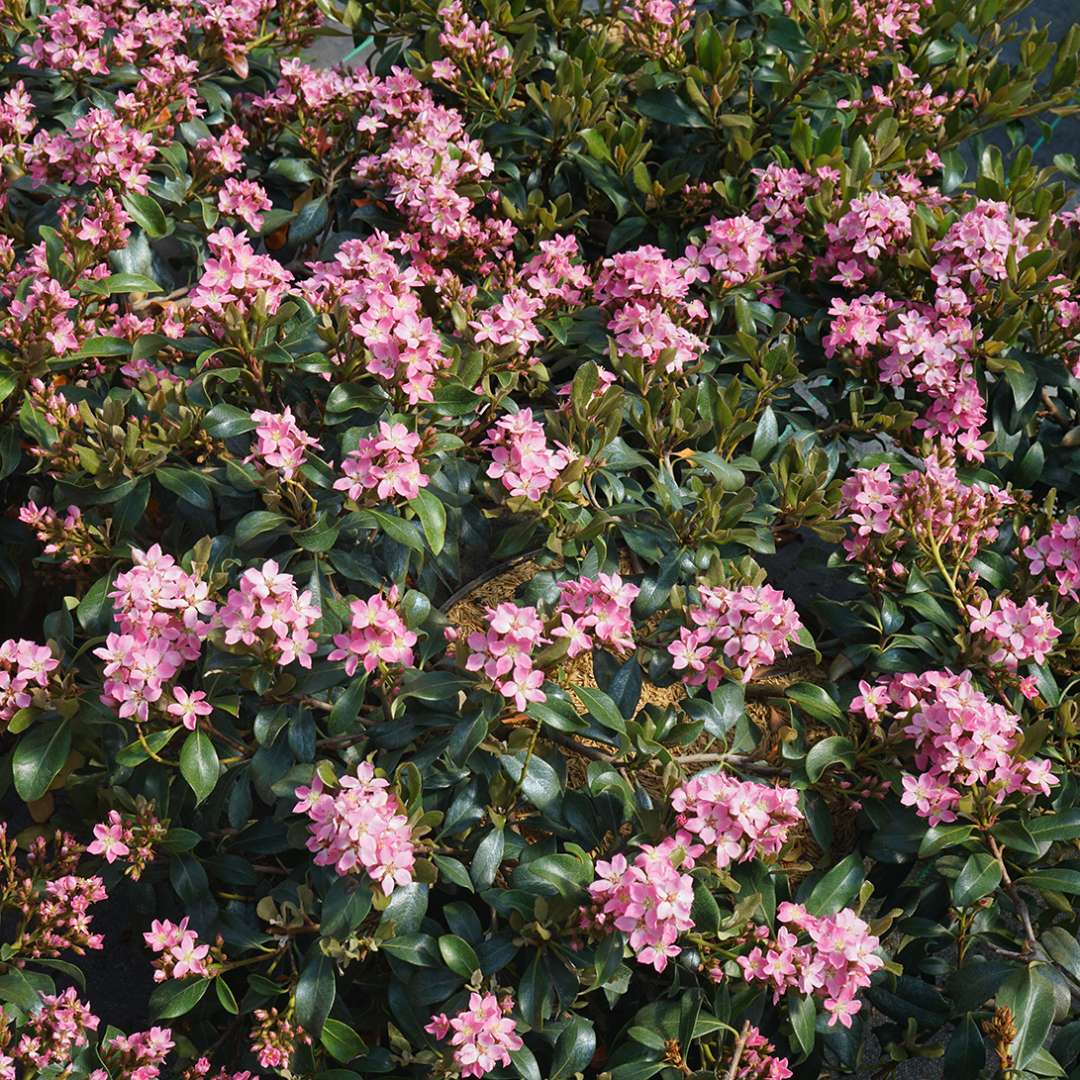 La Vida Mas Indian Rhaphiolepis with bright pink blooms and dark green foliage