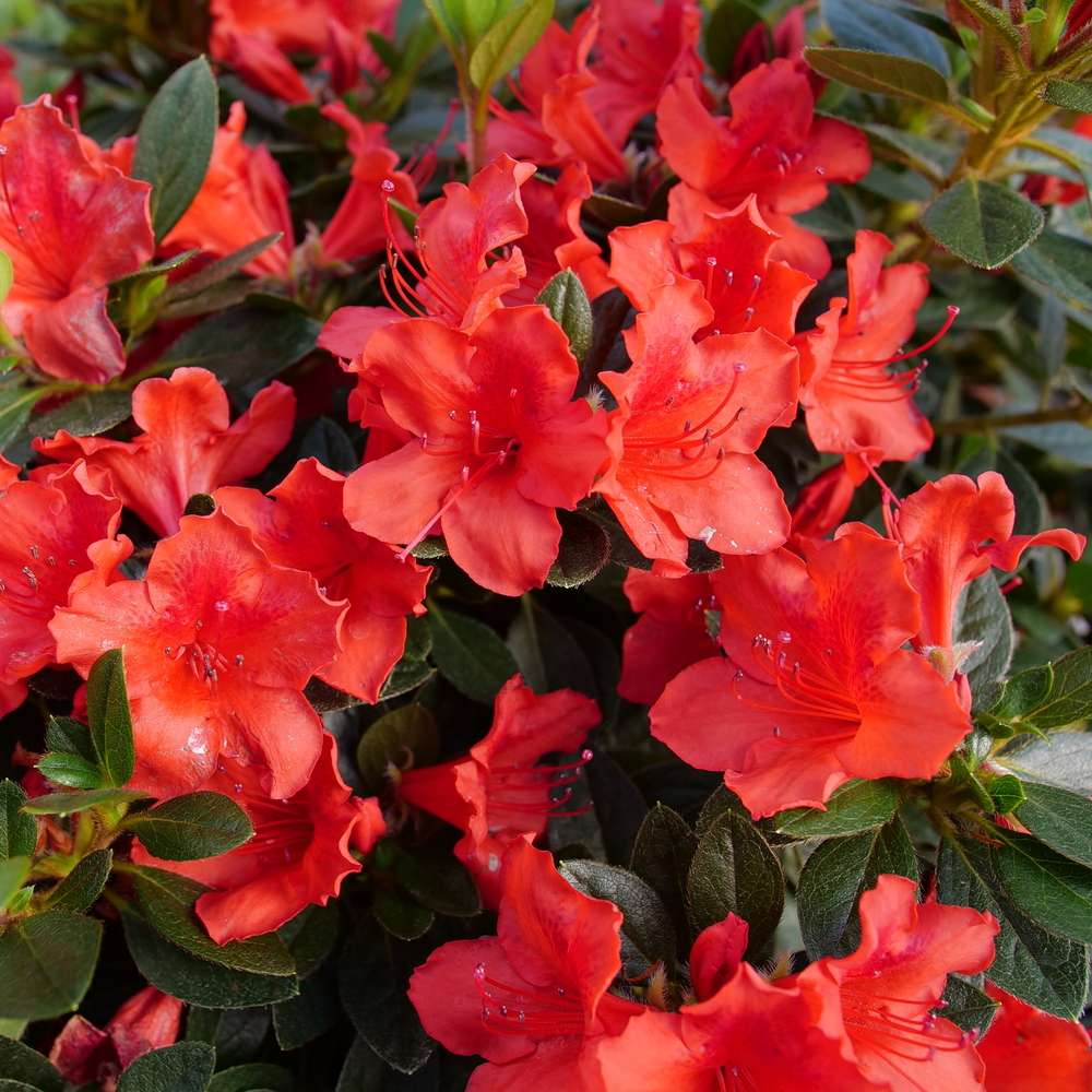 Perfecto Mundo Orange azalea's blood-orange blooms