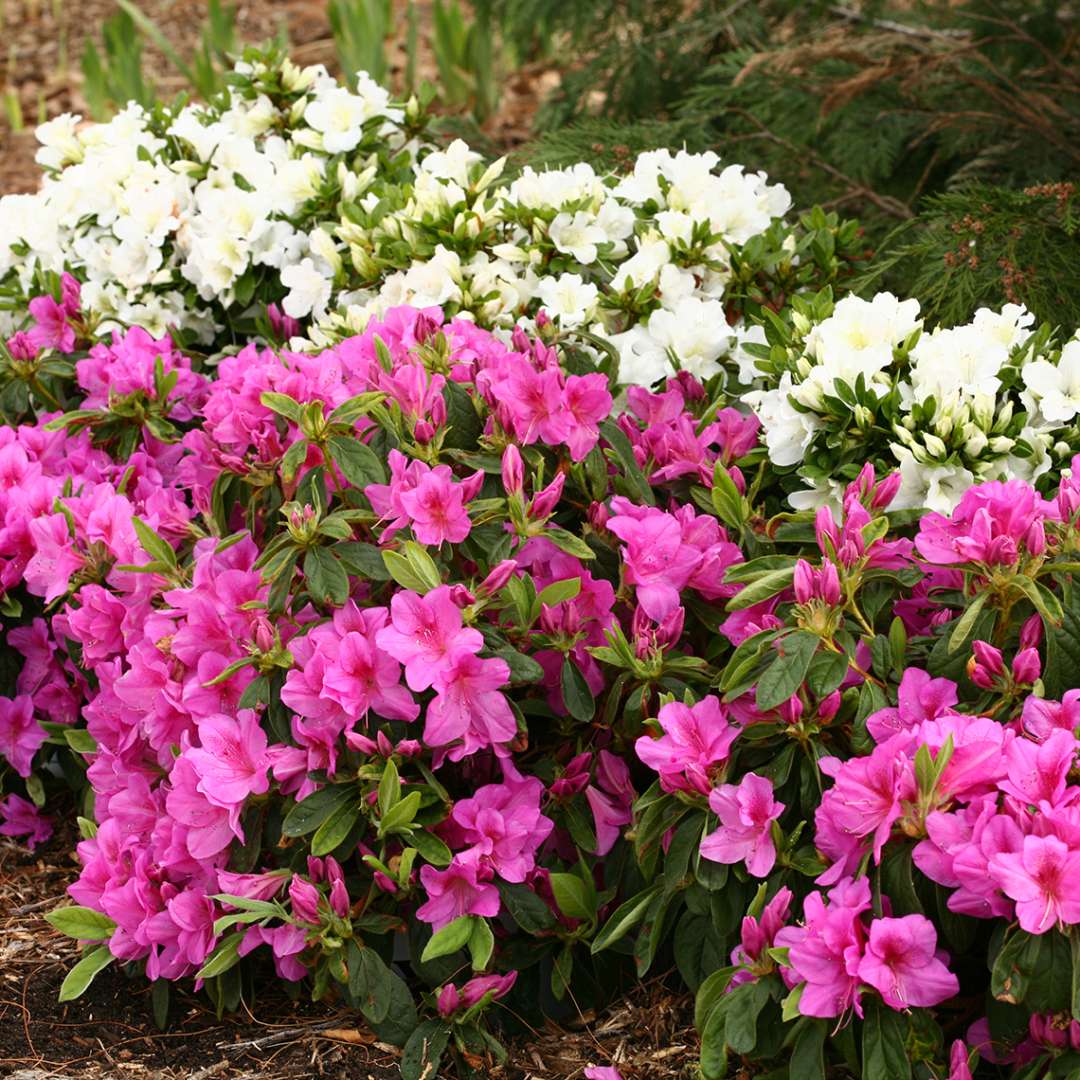 Drifts of Bloom-A-Thon Lavender and Bloom-A-Thon White reblooming azaleas