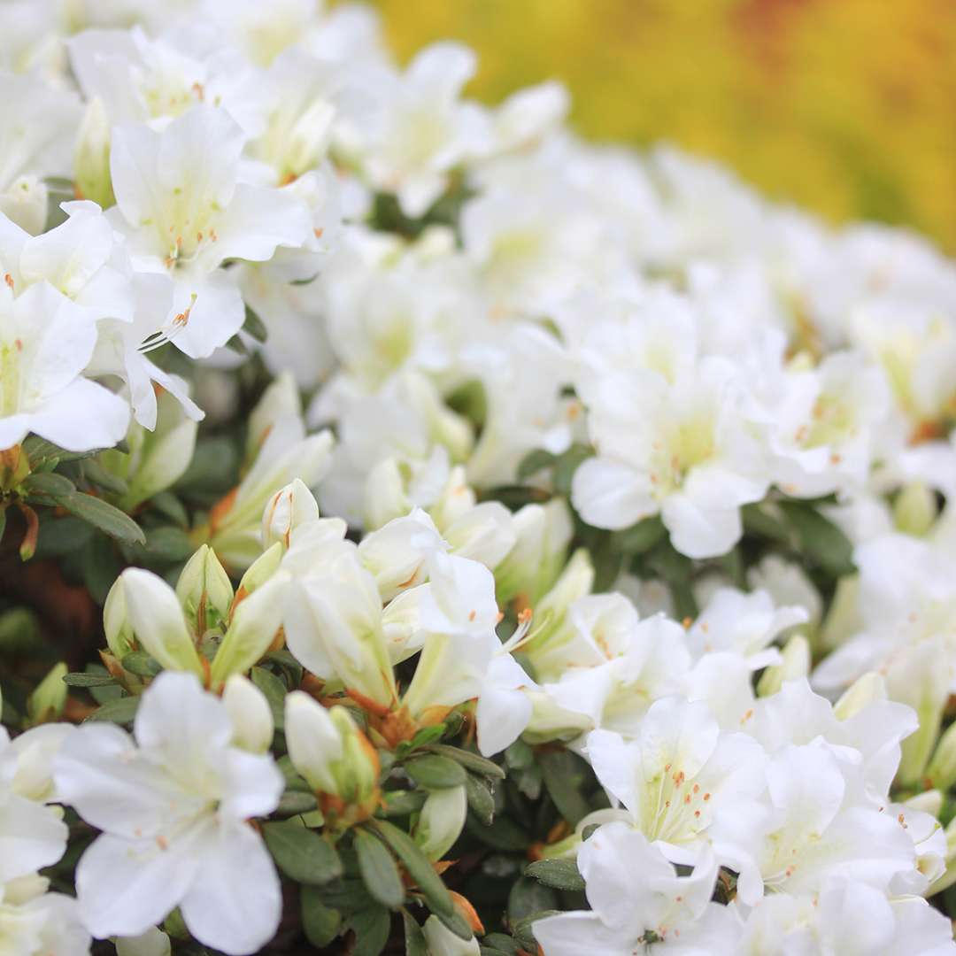 Close up of Bloom-A-Thon White reblooming azalea with yellow flowers in background