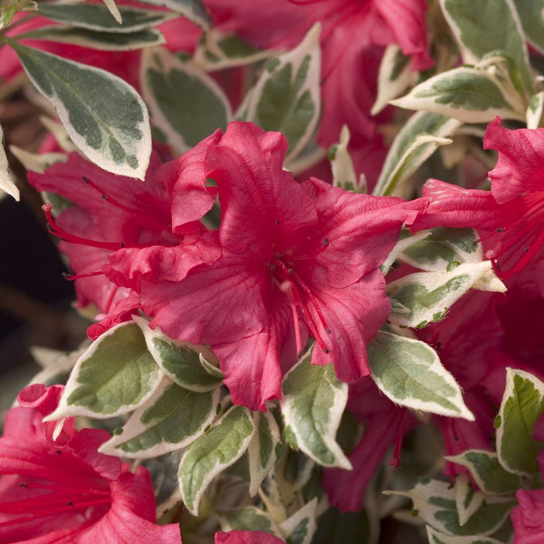 Close up of vibrant red pink Bollywood azalea blooms overlapping crisp green and white variegation