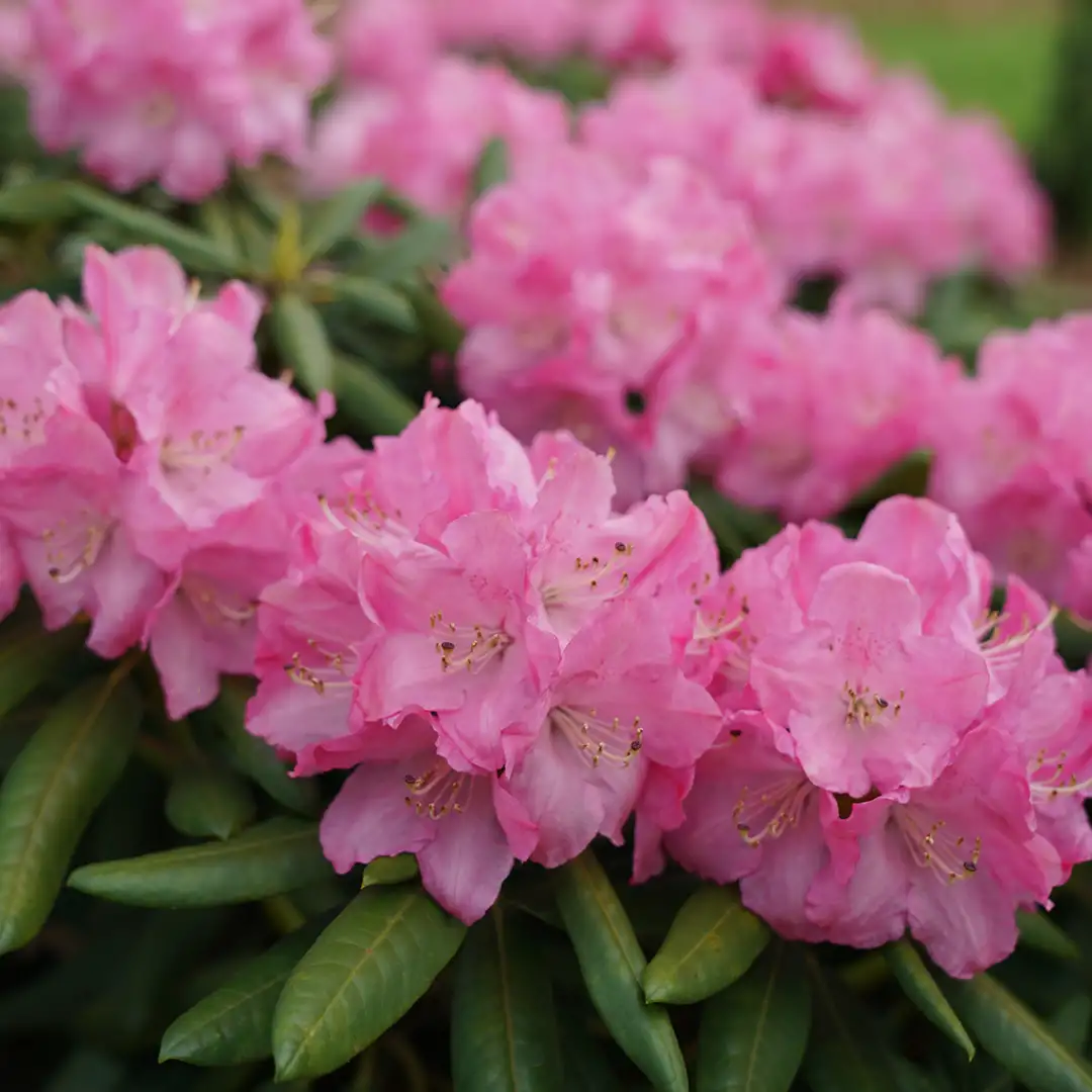 Dandy Man Pink Rhododendron | Spring Meadow - wholesale liners - Spring  Meadow Nursery