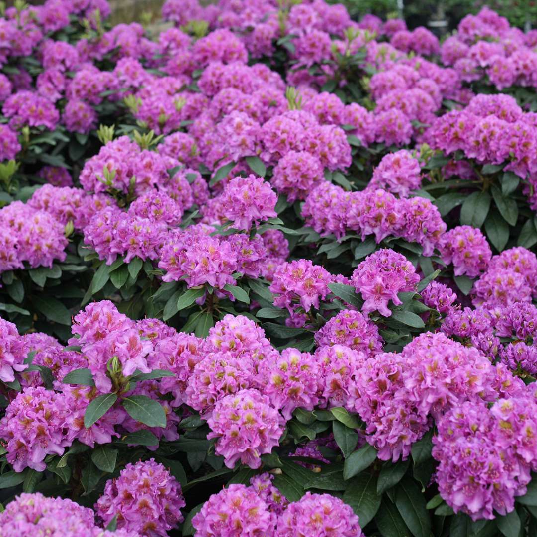 Sea of lavender Rhododendron Dandy Man Purple flowers in greenhouse