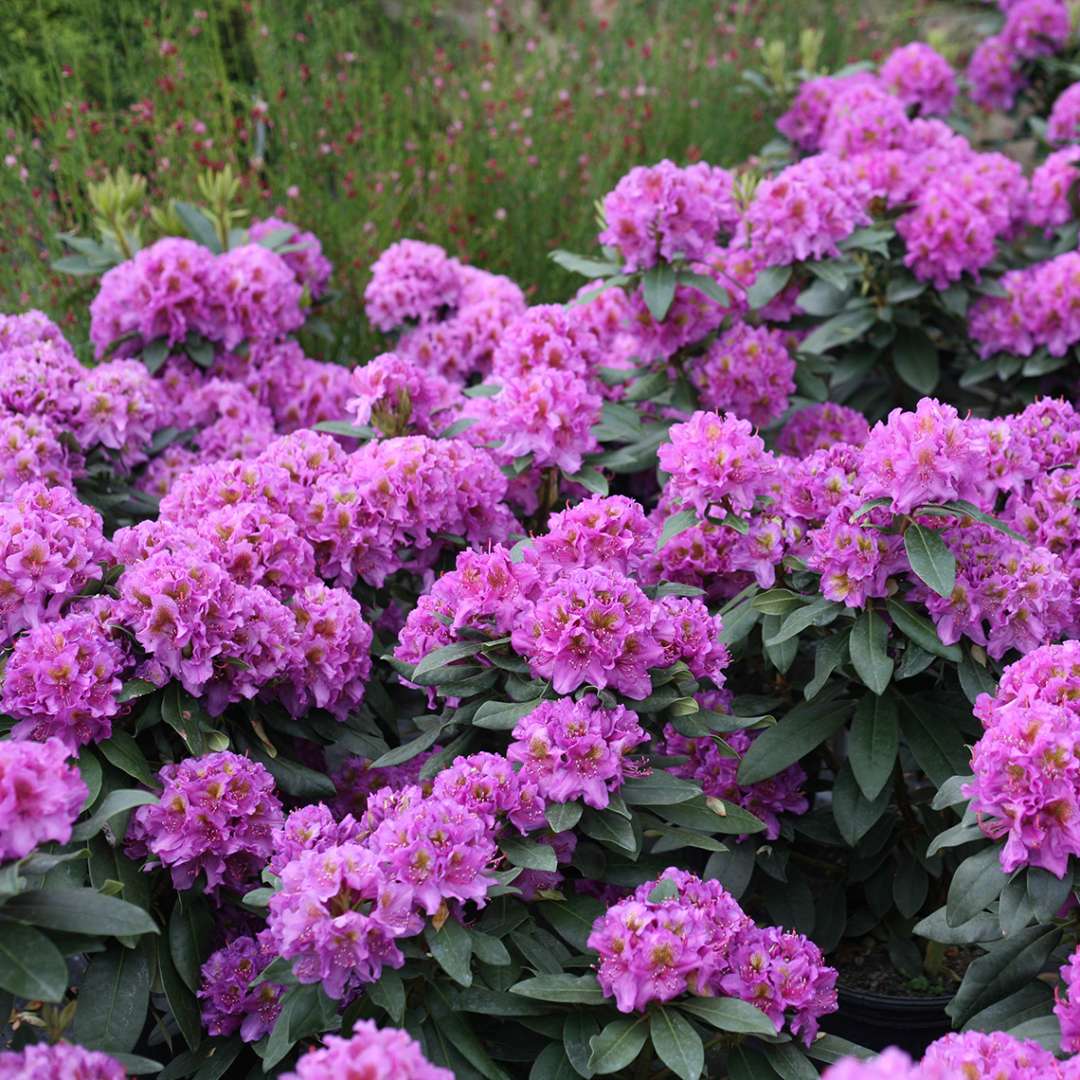 Dandy Man Purple rhododendron blooming in front of Cytisus