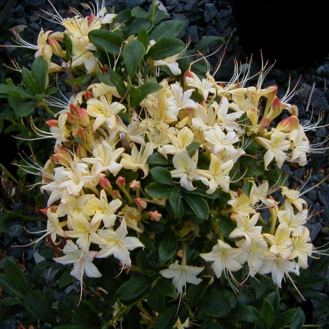 Pale yellow Weston's Lemon Drop flowers with red hued buds