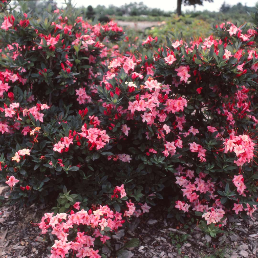 Weston's Lollipop azalea in landscape with abundant pink on pink flowers