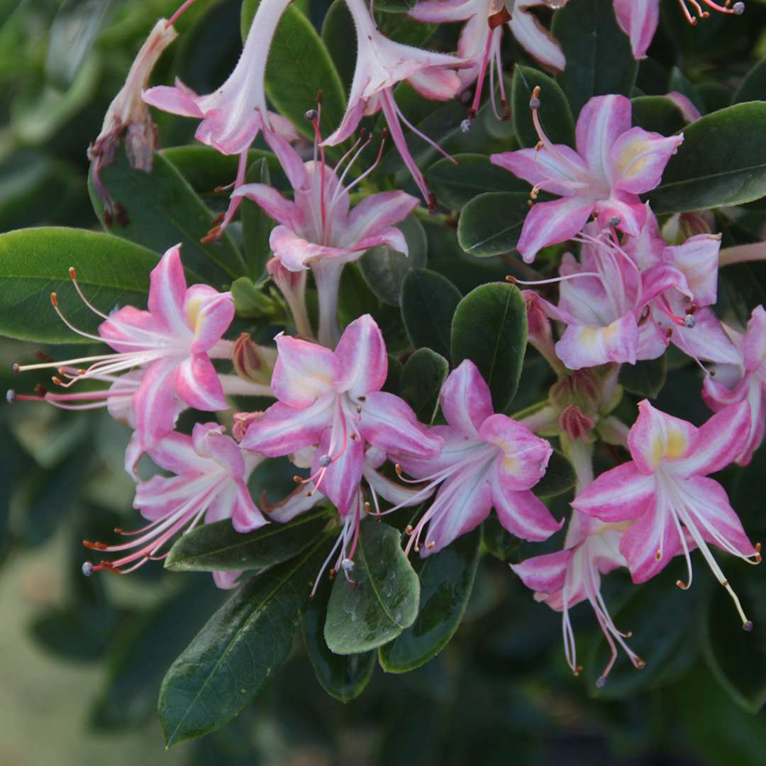 Close up of white and pink striped Weston's Ribbon Candy azalea blooms