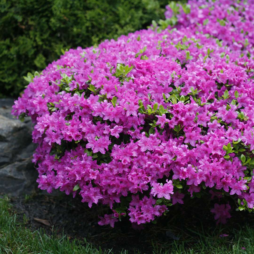 Compact Rhododendron Compacta blooming in tight mound