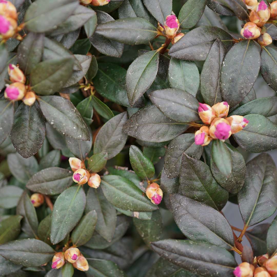 Close up of the dark foliage and light buds of Black Hat rhododendron