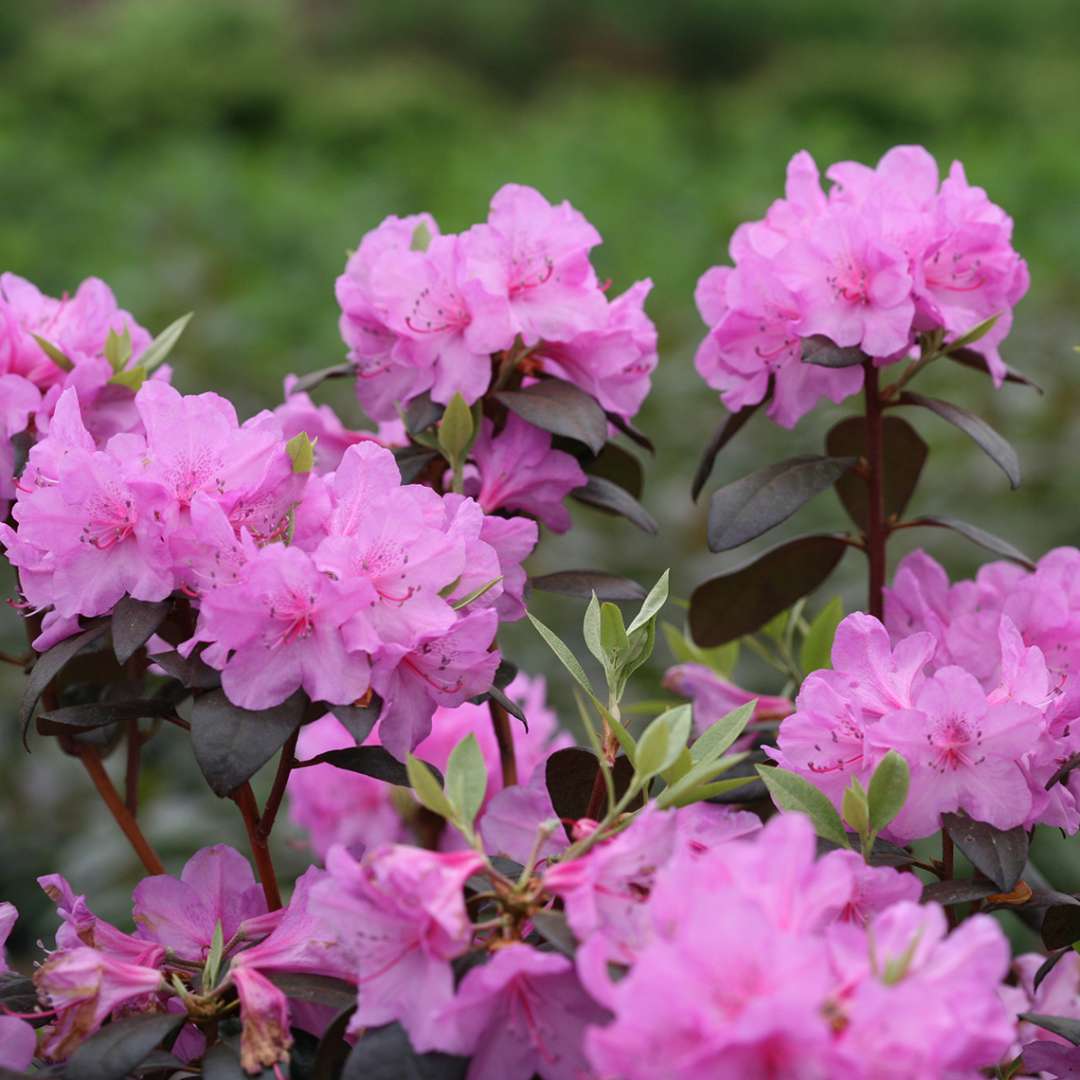 The purple blooms of Black Hat rhododendron 