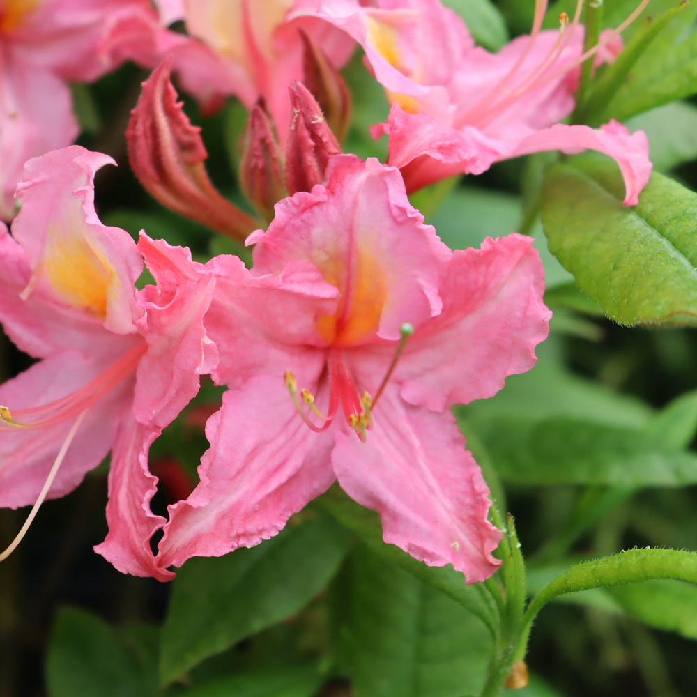 Bright pink Sweet Reward Pink azalea flowers with a yellow-orange throat and green foliage. 