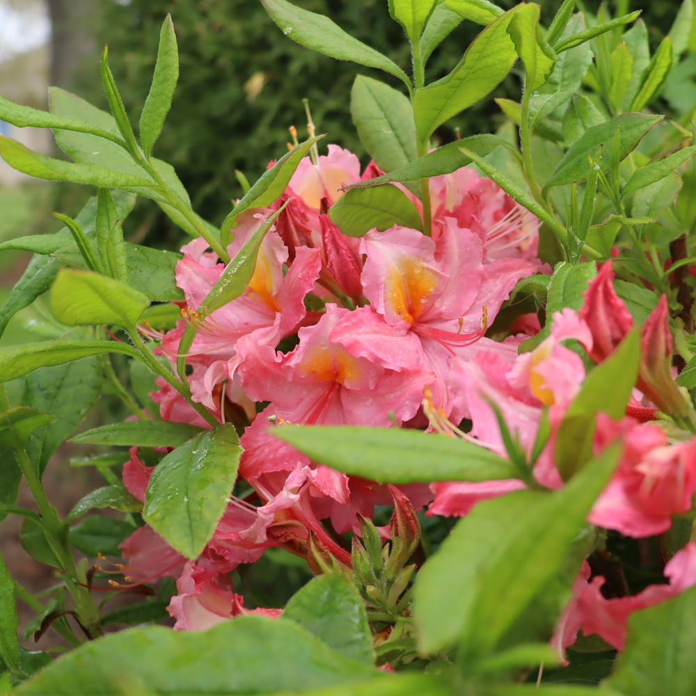 close-up of several Sweet Reward Pink azalea flowers with orange throats