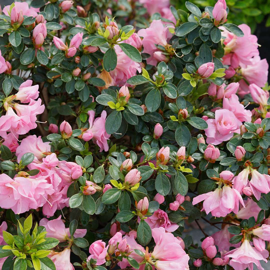 Buds and blooms of Perfecto Mundo Double Pink azalea