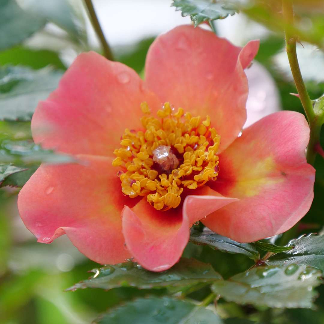 A single flower of Ringo All Star rose showing its melon like color