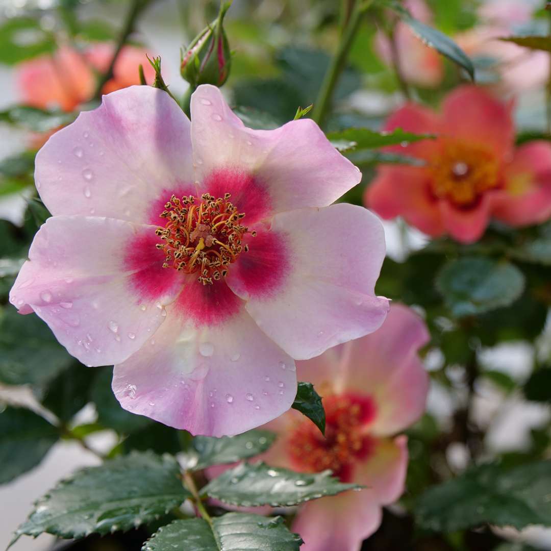 A bloom of Ringo All Star rose fades from coral pink to pale lavender