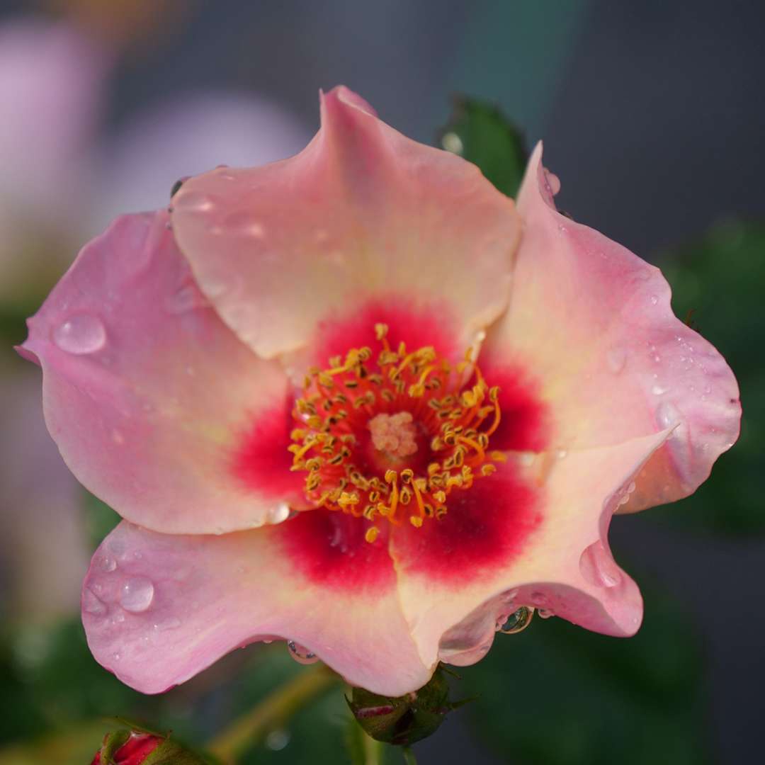 A single bloom of RIngo All Star rose in its late lavender stage